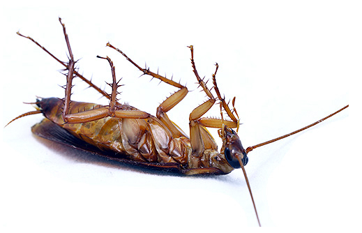 Современные методы борьбы с тараканами Современные методы борьбы с тараканами